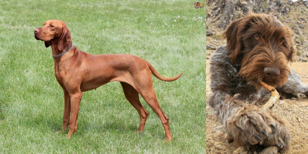 Wirehaired Pointing Griffon vs Hungarian Vizsla - Breed Comparison
