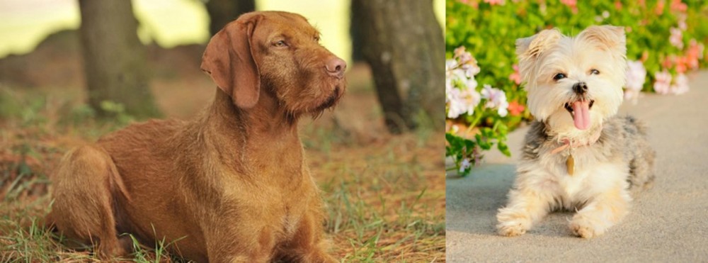 Morkie vs Hungarian Wirehaired Vizsla - Breed Comparison
