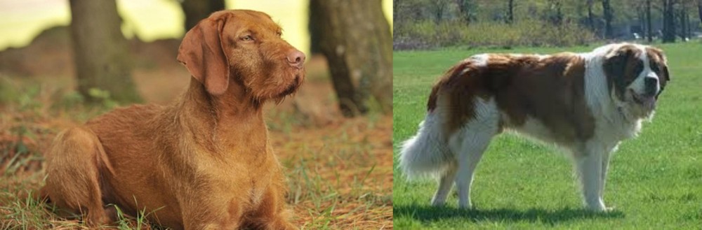 Moscow Watchdog vs Hungarian Wirehaired Vizsla - Breed Comparison