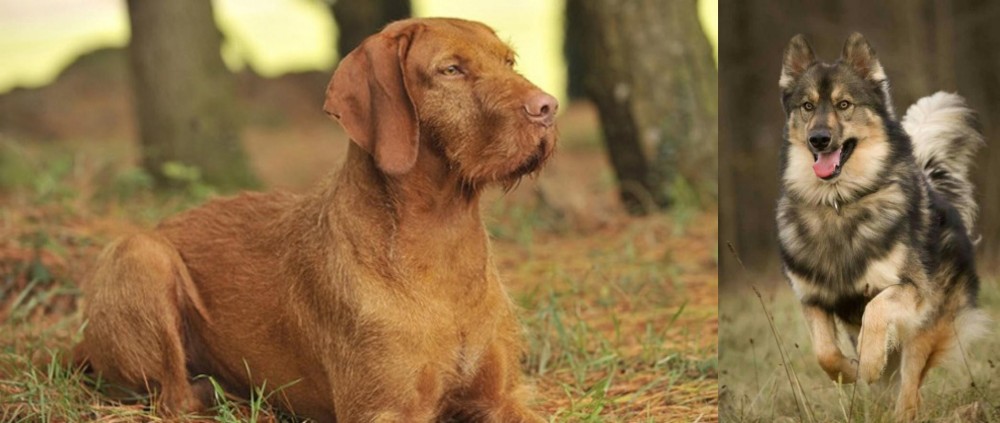 Native American Indian Dog vs Hungarian Wirehaired Vizsla - Breed Comparison