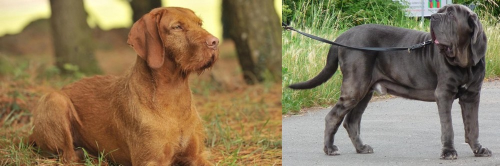 Neapolitan Mastiff vs Hungarian Wirehaired Vizsla - Breed Comparison