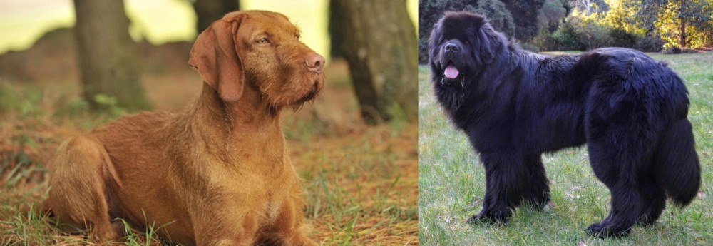 Newfoundland Dog vs Hungarian Wirehaired Vizsla - Breed Comparison