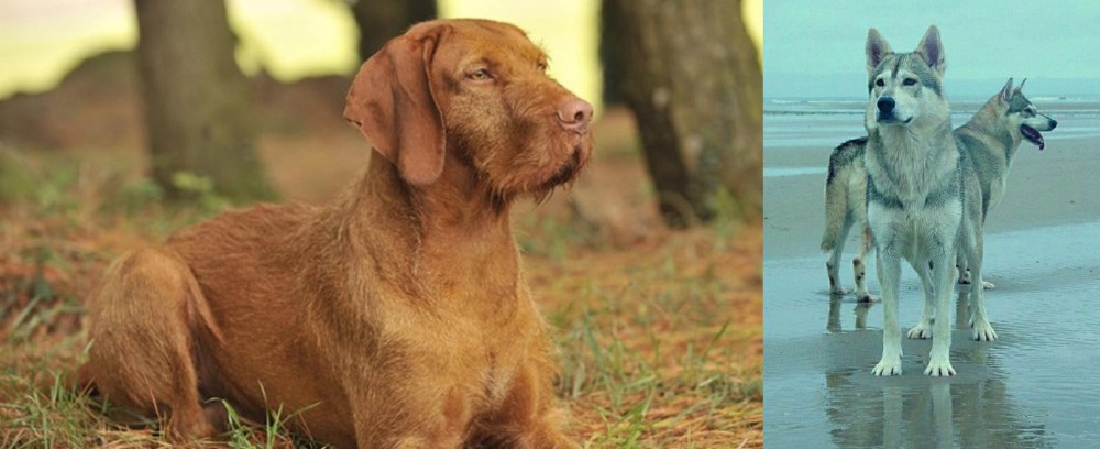 Northern Inuit Dog vs Hungarian Wirehaired Vizsla - Breed Comparison