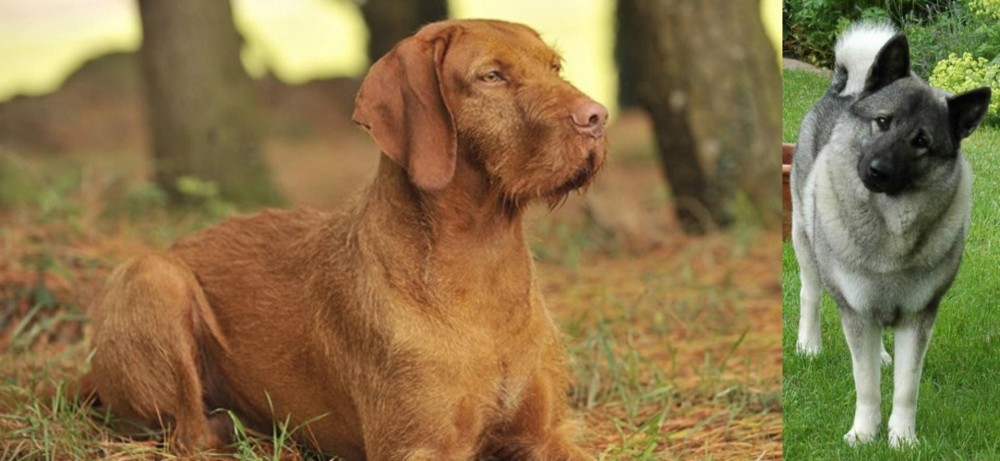 Norwegian Elkhound vs Hungarian Wirehaired Vizsla - Breed Comparison