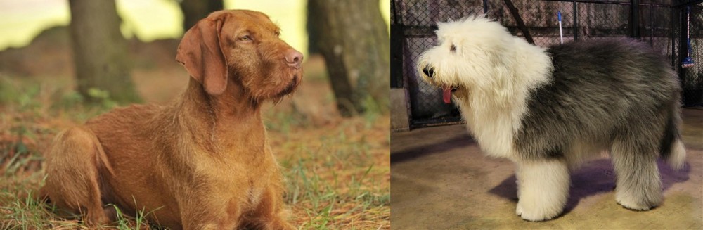Old English Sheepdog vs Hungarian Wirehaired Vizsla - Breed Comparison