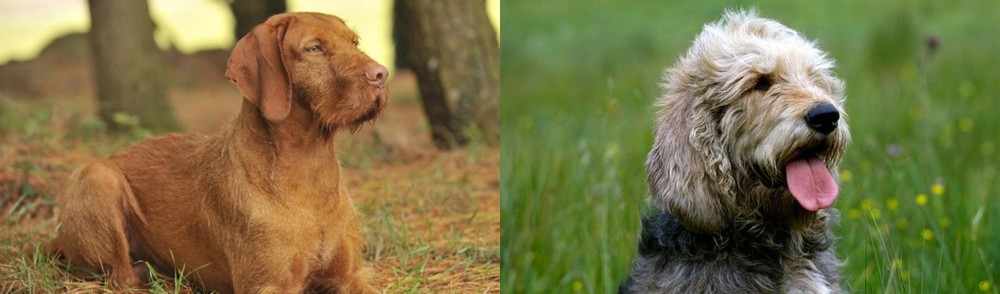 Otterhound vs Hungarian Wirehaired Vizsla - Breed Comparison