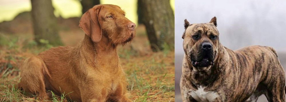 Perro de Presa Canario vs Hungarian Wirehaired Vizsla - Breed Comparison