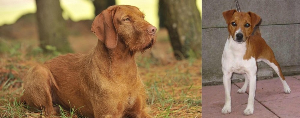 Plummer Terrier vs Hungarian Wirehaired Vizsla - Breed Comparison