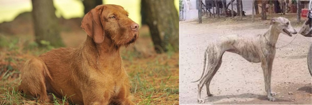 Rampur Greyhound vs Hungarian Wirehaired Vizsla - Breed Comparison