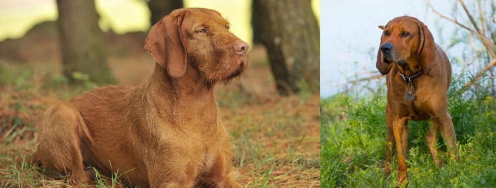 Redbone Coonhound vs Hungarian Wirehaired Vizsla - Breed Comparison