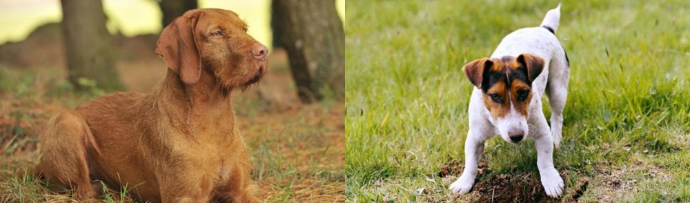 Russell Terrier vs Hungarian Wirehaired Vizsla - Breed Comparison