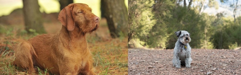 Schnoodle vs Hungarian Wirehaired Vizsla - Breed Comparison