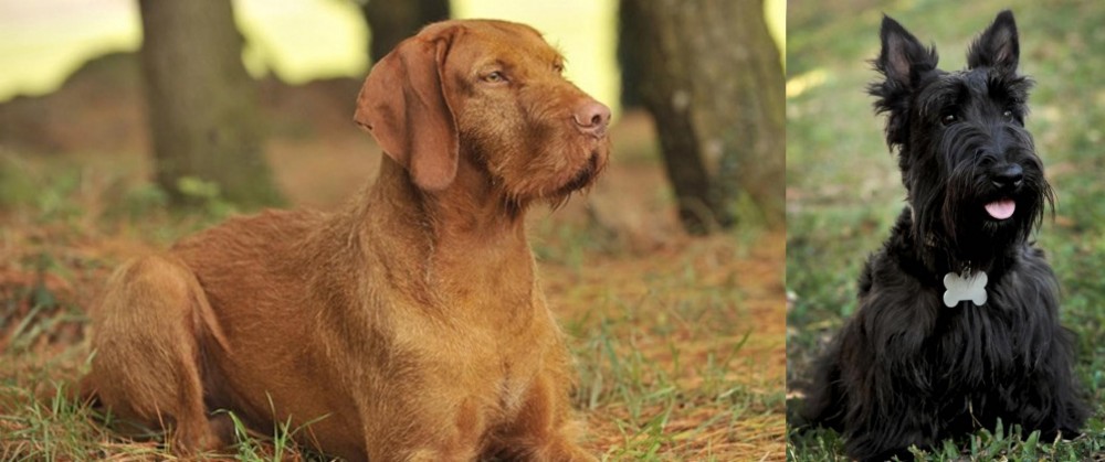 Scoland Terrier vs Hungarian Wirehaired Vizsla - Breed Comparison