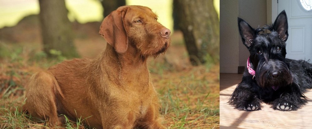 Scottish Terrier vs Hungarian Wirehaired Vizsla - Breed Comparison