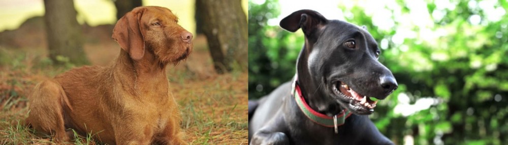 Shepard Labrador vs Hungarian Wirehaired Vizsla - Breed Comparison
