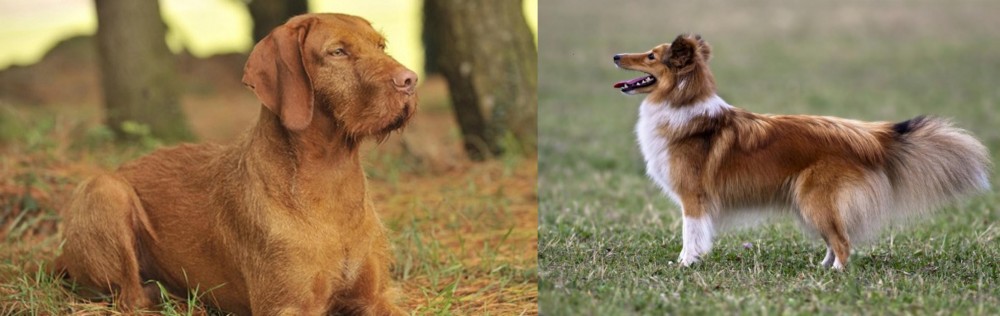 Shetland Sheepdog vs Hungarian Wirehaired Vizsla - Breed Comparison