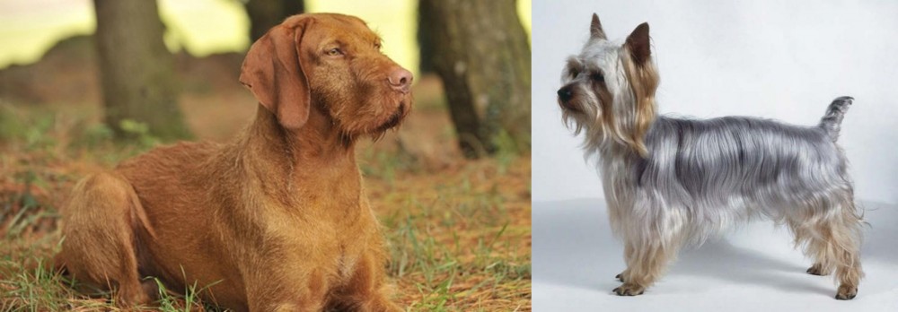 Silky Terrier vs Hungarian Wirehaired Vizsla - Breed Comparison