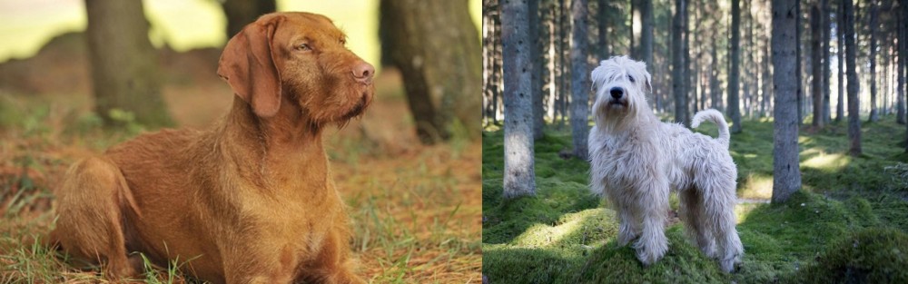 Soft-Coated Wheaten Terrier vs Hungarian Wirehaired Vizsla - Breed Comparison