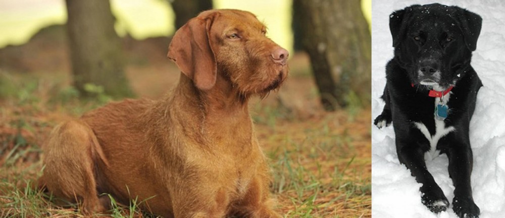 St. John's Water Dog vs Hungarian Wirehaired Vizsla - Breed Comparison