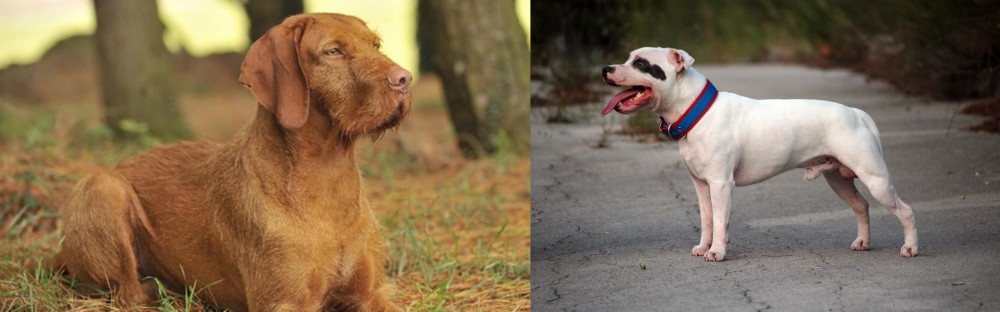 Staffordshire Bull Terrier vs Hungarian Wirehaired Vizsla - Breed Comparison