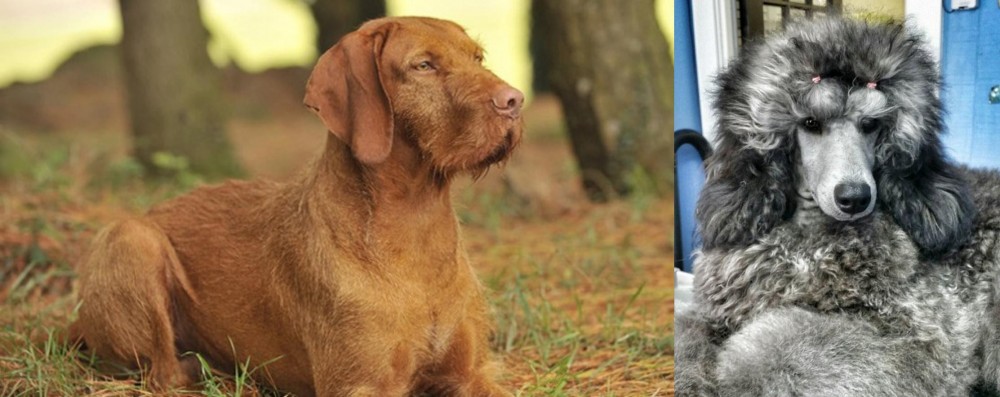 Standard Poodle vs Hungarian Wirehaired Vizsla - Breed Comparison