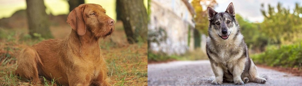 Swedish Vallhund vs Hungarian Wirehaired Vizsla - Breed Comparison