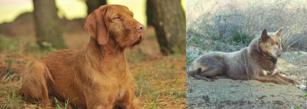 Tahltan Bear Dog vs Hungarian Wirehaired Vizsla - Breed Comparison