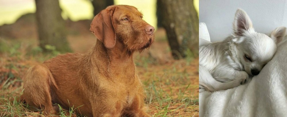 Tea Cup Chihuahua vs Hungarian Wirehaired Vizsla - Breed Comparison