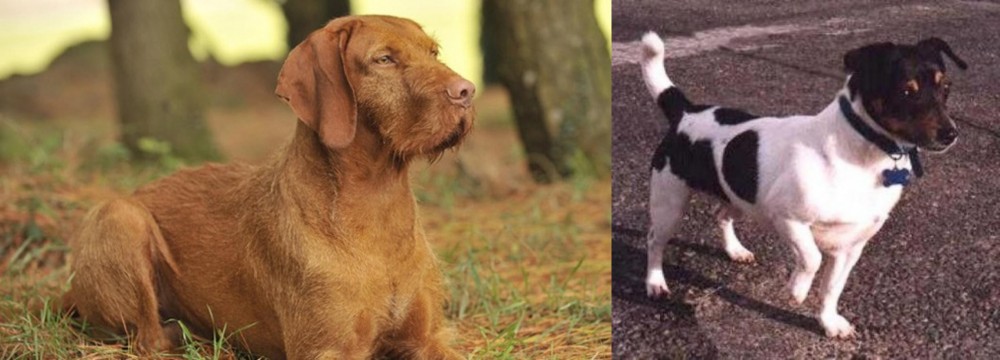 Teddy Roosevelt Terrier vs Hungarian Wirehaired Vizsla - Breed Comparison