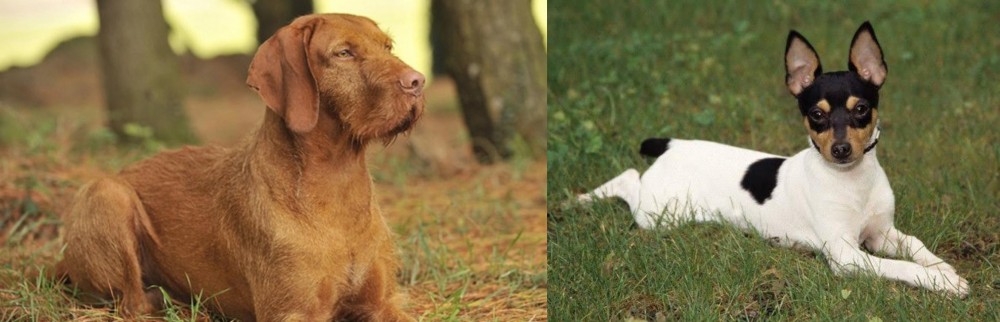 Toy Fox Terrier vs Hungarian Wirehaired Vizsla - Breed Comparison