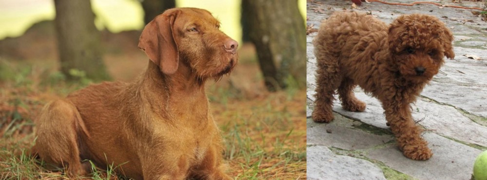 Toy Poodle vs Hungarian Wirehaired Vizsla - Breed Comparison