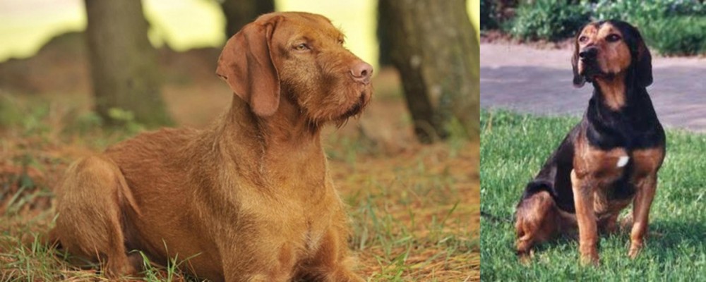 Tyrolean Hound vs Hungarian Wirehaired Vizsla - Breed Comparison
