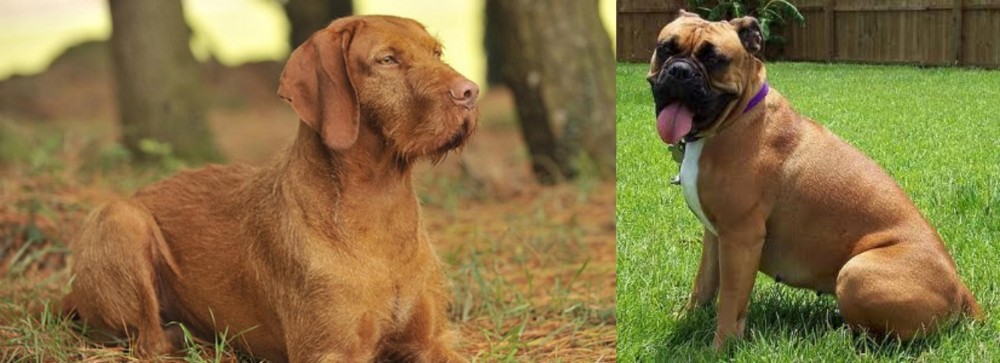 Valley Bulldog vs Hungarian Wirehaired Vizsla - Breed Comparison
