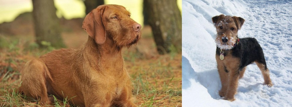 Welsh Terrier vs Hungarian Wirehaired Vizsla - Breed Comparison