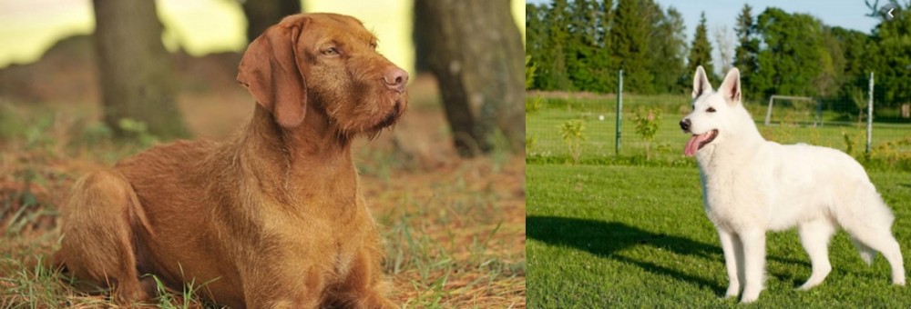 White Shepherd vs Hungarian Wirehaired Vizsla - Breed Comparison