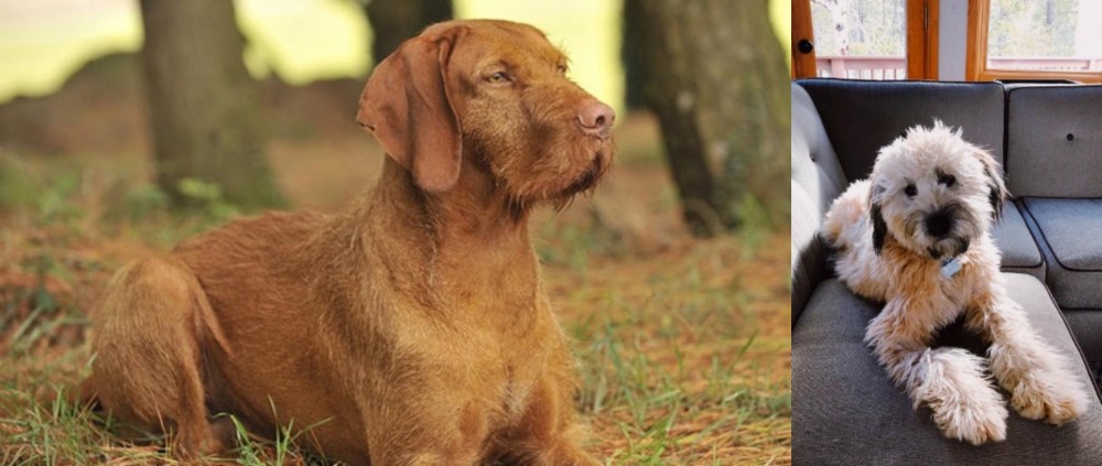 Whoodles vs Hungarian Wirehaired Vizsla - Breed Comparison