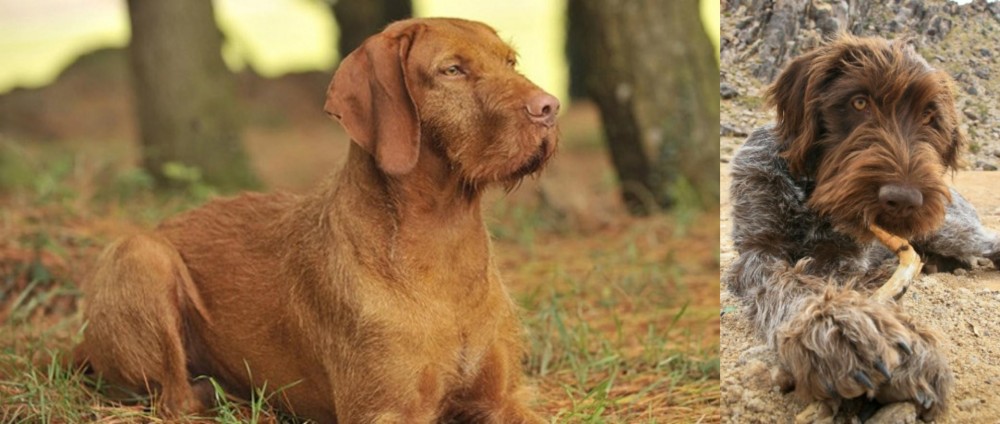 Wirehaired Pointing Griffon vs Hungarian Wirehaired Vizsla - Breed Comparison