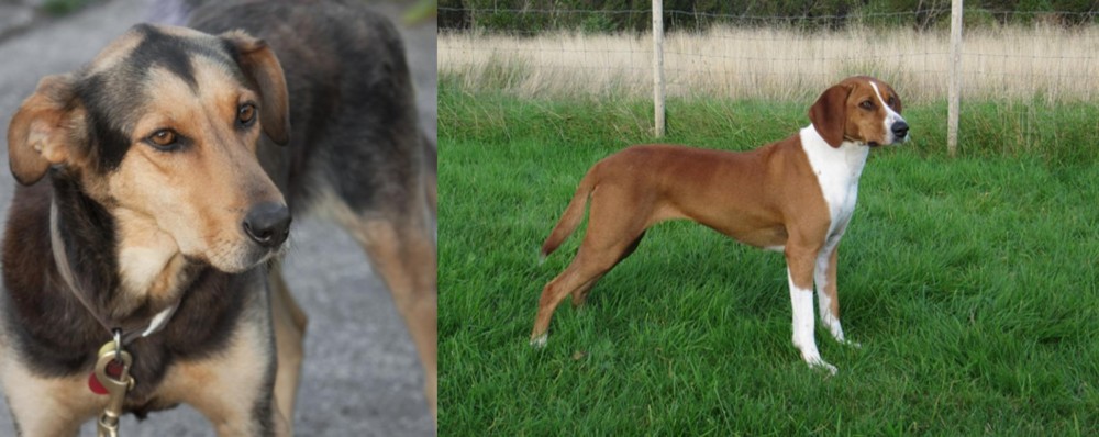 Hygenhund vs Huntaway - Breed Comparison