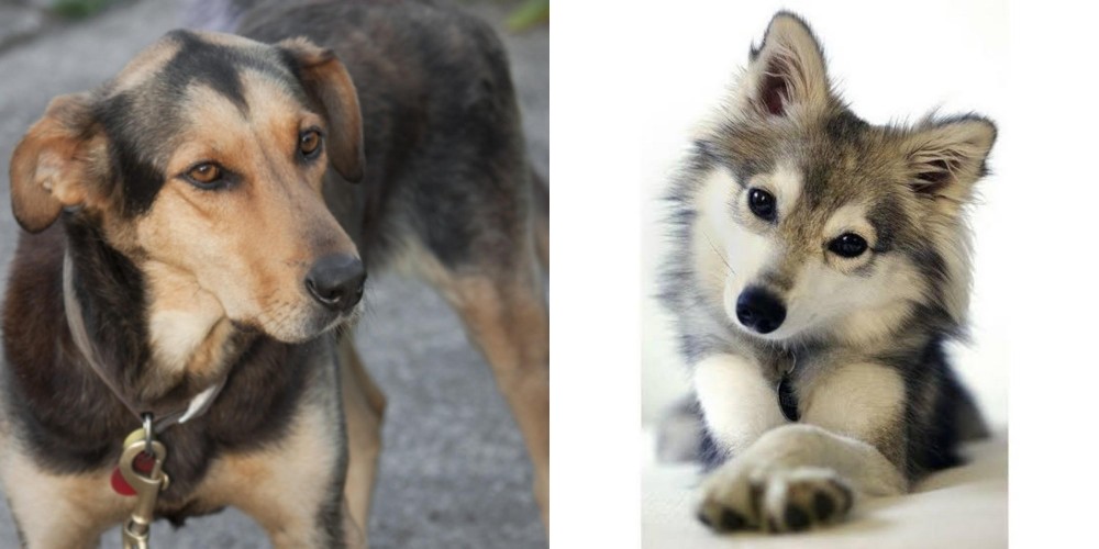 Miniature Siberian Husky vs Huntaway - Breed Comparison