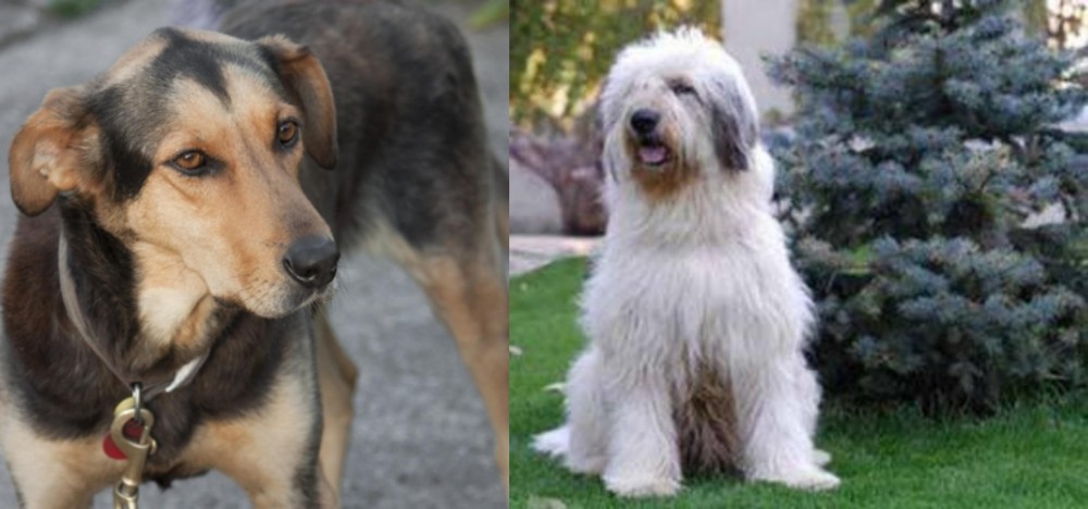 Mioritic Sheepdog vs Huntaway - Breed Comparison