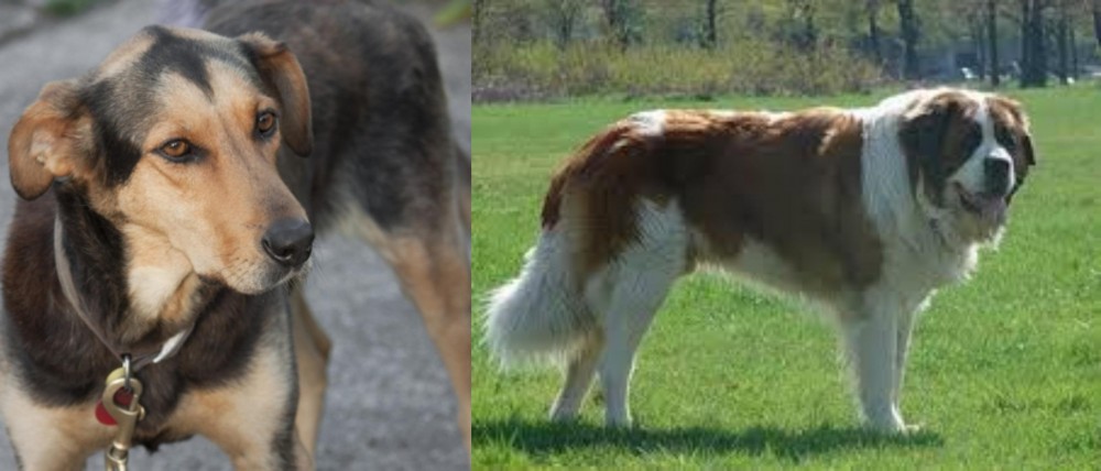 Moscow Watchdog vs Huntaway - Breed Comparison