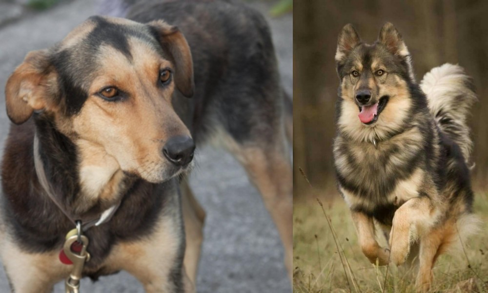 Native American Indian Dog vs Huntaway - Breed Comparison