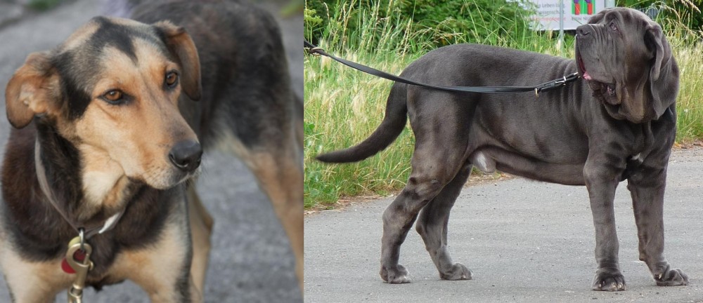 Neapolitan Mastiff vs Huntaway - Breed Comparison