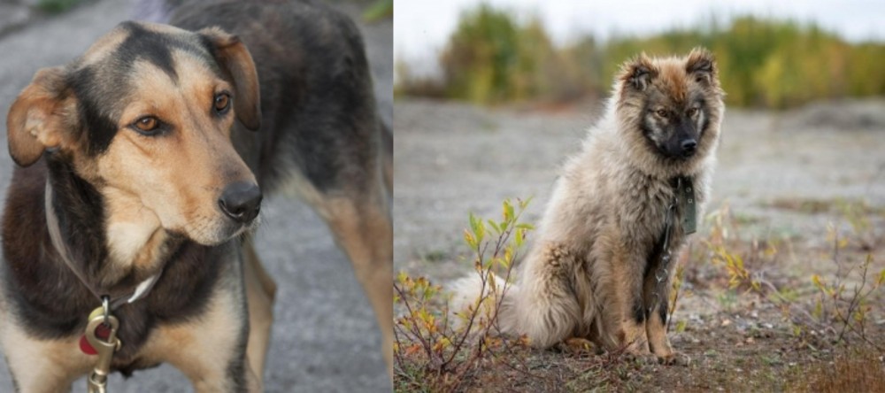 Nenets Herding Laika vs Huntaway - Breed Comparison
