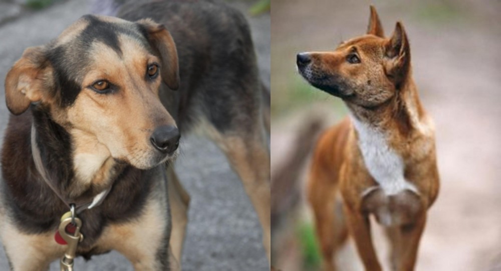 New Guinea Singing Dog vs Huntaway - Breed Comparison