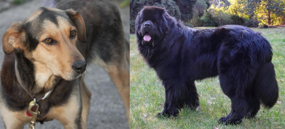 Newfoundland Dog vs Huntaway - Breed Comparison