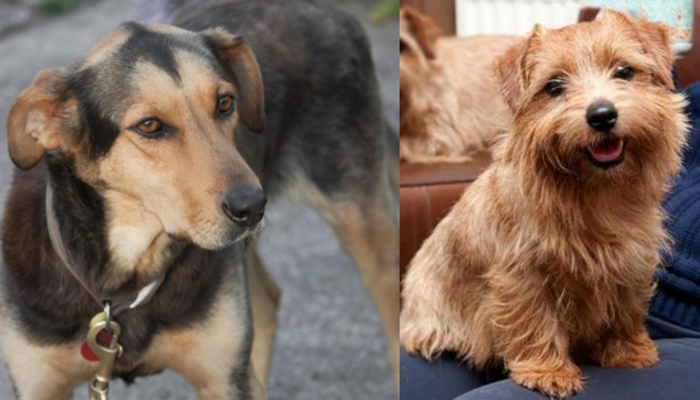 Norfolk Terrier vs Huntaway - Breed Comparison