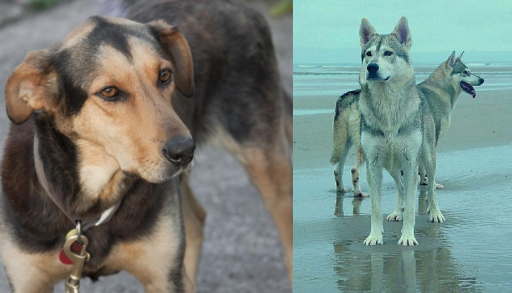 Northern Inuit Dog vs Huntaway - Breed Comparison