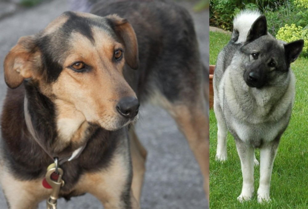 Norwegian Elkhound vs Huntaway - Breed Comparison