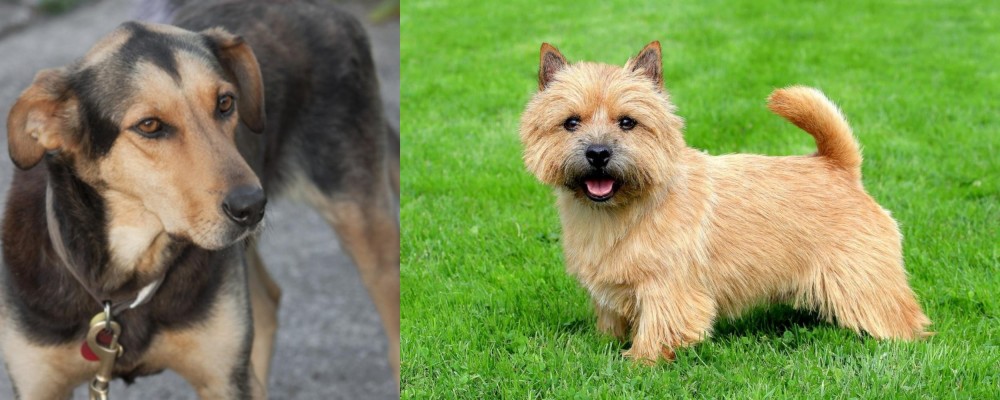 Norwich Terrier vs Huntaway - Breed Comparison